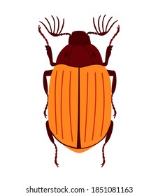 Chafer de escarabajo plano naranja. Aislado sobre fondo blanco. Ilustración vectorial.