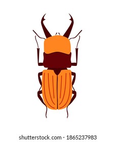 Orange flat beetle chafer. Isolated on white background. Vector illustration.