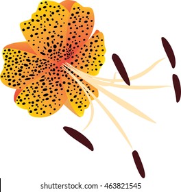 Orange Flower Blossom