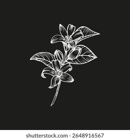 Orange flower botanical illustration. Sketch outline drawing in engraving style for cooking, aromatherapy, garden decor. Hand drawn floral vector clipart