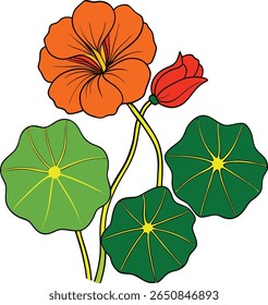 Broto de flor laranja e folhas verdes com caules amarelos e detalhes sobre um fundo branco
