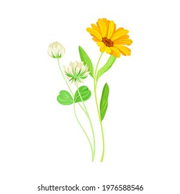 Orange Flower of Calendula Plant and Clover on Thin Stem as Meadow Herb Vector Illustration