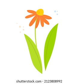 Orange flower, chamomile. Hand drawn vector illustration, isolated on white background
