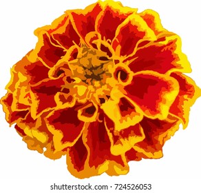 Orange flower illustration