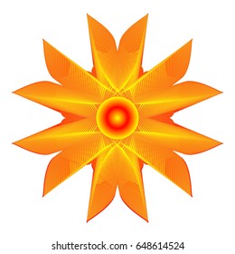 orange flower on a white background