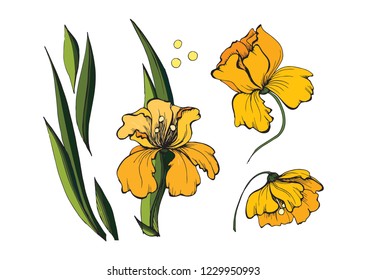 orange flowers in the flowerbed