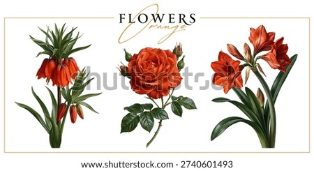 Orange flowers isolated on a white background. Vintage painting style illustration.