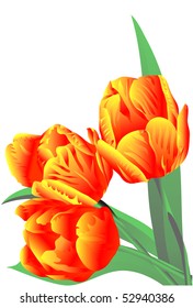  orange flowers tulips