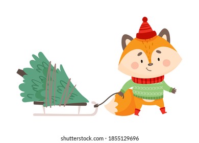Orange Fox as Christmas Character in Warm Knitted Hat and Sweater Pulling Sledge with Fir Tree Vector Illustration