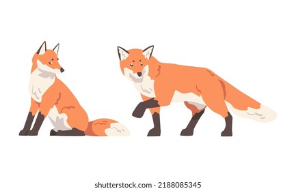 Orange Fox as Omnivorous Mammal with Pointed Snout and Long Bushy Tail Sitting and Walking Vector Set