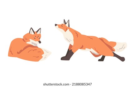 Orange Fox as Omnivorous Mammal with Pointed Snout and Long Bushy Tail Sitting and Stretching Vector Set