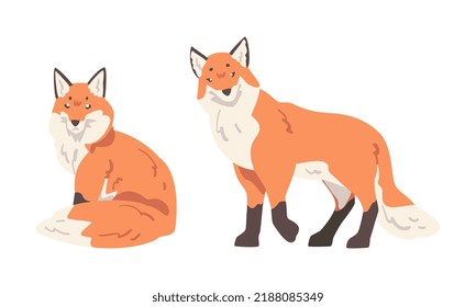 Orange Fox as Omnivorous Mammal with Pointed Snout and Long Bushy Tail Sitting and Standing Vector Set