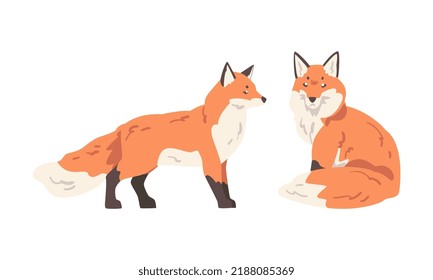 Orange Fox as Omnivorous Mammal with Pointed Snout and Long Bushy Tail Sitting and Standing Vector Set