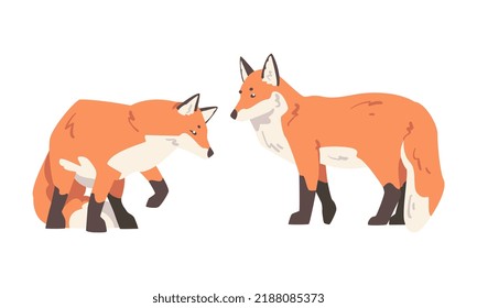 Orange Fox as Omnivorous Mammal with Pointed Snout and Long Bushy Tail Standing Vector Set