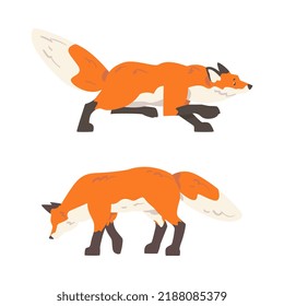 Orange Fox as Omnivorous Mammal with Pointed Snout and Long Bushy Tail Sneaking and Standing Vector Set