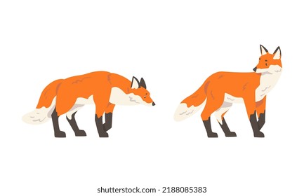 Orange Fox as Omnivorous Mammal with Pointed Snout and Long Bushy Tail Standing Vector Set