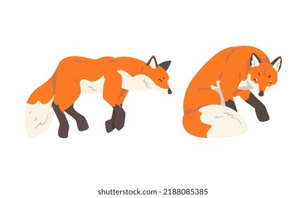 Orange Fox as Omnivorous Mammal with Pointed Snout and Long Bushy Tail Sitting and Sleeping Vector Set