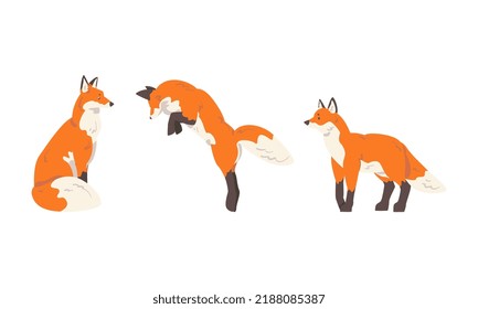 Orange Fox as Omnivorous Mammal with Pointed Snout and Long Bushy Tail Sitting and Jumping Vector Set