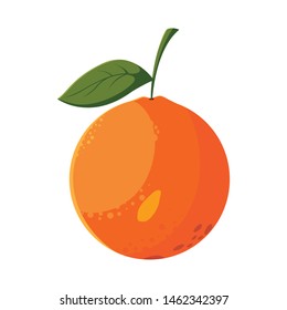 orange fresh fruit in white background