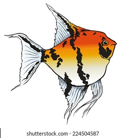 Orange freshwater angelfish - vector image.