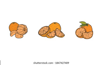 Frutos anaranjados dispuestos en una ilustración de color dibujada a mano. Berry simple llena de jugo de cítricos. Caricatura de la tangerina alimenticia o mandarina. Tropical orgánico e ingrediente de jugo natural. 