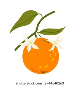 Orange fruit with blossom flowers and leaves in flat style. Citrus illustration isolated on white background for food design.