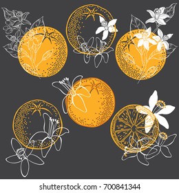 Orange fruit and blossom. Vector illustration of  six different  isolated elements for design. Hand-drawn floral elements on a dark background.