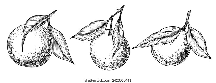 Rama de fruta naranja con hojas. Conjunto lineal dibujado a mano de ilustraciones vectoriales con mandarina o tangerina. Dibujo de árbol de clementina para la etiqueta de alimento. Dibujo negro grabado en blanco para icono o logotipo.