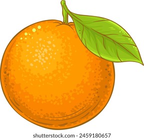 Ilustración detallada de color naranja fruta.