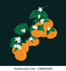 orange fruit with dark blue background vector illustration - Great for wallpaper,backgrounds,gifs,surface pattern design,packaging design projects, stationary.