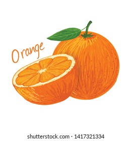 Orange, fruit doodle drawings vector illustration.