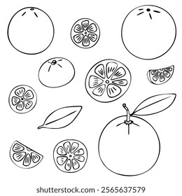 Orange fruit doodle set. Oranges, clementines, half, whole, slices, leaves. Black hand-drawn contour isolated on a white background. For menus, coloring pages, web, prints, kitchen design, stickers