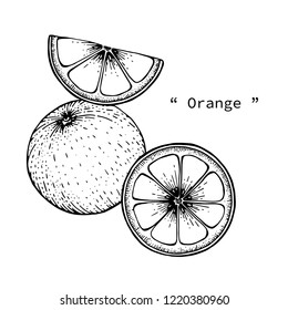 Orange fruit drawing illustration by hand drawn line art.