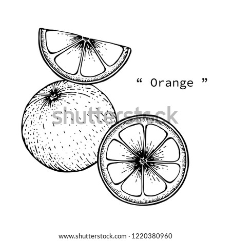 Orange fruit drawing illustration by hand drawn line art.
