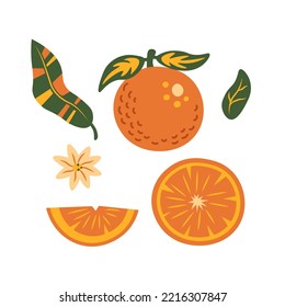 Orange fruit elements vector collection. Simple citrus set with full orange or mandarin. Vector illustration of whole, cut in half, slice, piece orange