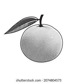 Orange Fruit Engraving Style Woodcut Linocut