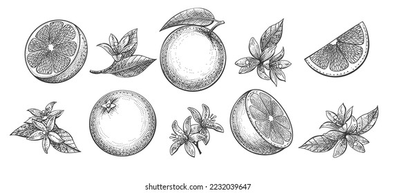 Orange fruit engraving. Tangerine hand drawn sketch, different oranges and flowering branches vintage botanical vector sketches, bloom citrus isolated