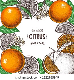 Orange fruit frame. Fresh citrus collection. Hand drawn vector illustration. Organic food, citrus design template. Colored illustration.