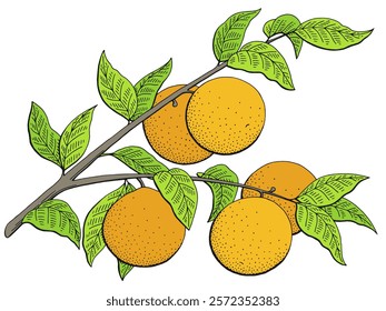 Orange fruit graphic branch color isolated sketch illustration vector