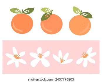 Orange fruit with green leaves and cute flower vector.