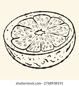 Orange Fruit Half, Cross Section, Hand Drawn Fineliner Sketch Healthy Citrus Illustration