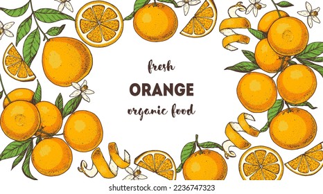 Orange fruit hand drawn design. Vector illustration. Design, package, brochure illustration. Orange fruit frame illustration. Design elements for packaging design and other.