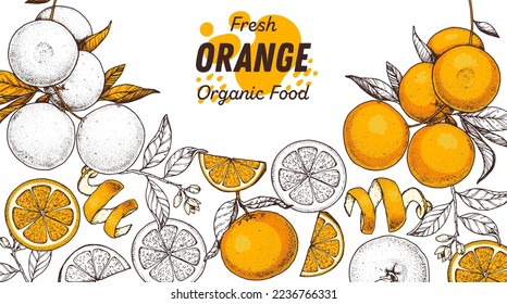 Orange fruit hand drawn design. Vector illustration. Design, package, brochure illustration. Orange fruit frame illustration. Design elements for packaging design and other.