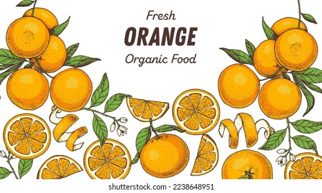 Orange fruit hand drawn design. Vector illustration. Design, package, brochure illustration. Orange fruit frame illustration. Design elements for packaging design and other.