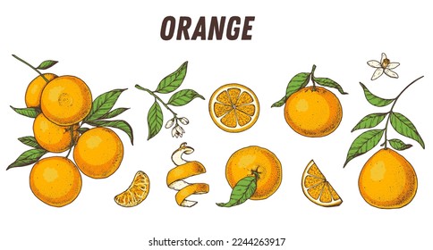 Diseño hecho a mano con fruta naranja. Ilustración vectorial. Diseño, paquete, ilustración de folleto. Ilustración de frutos naranjas. Elementos de diseño para el diseño de envases y otros.