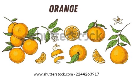 Orange fruit hand drawn design. Vector illustration. Design, package, brochure illustration. Orange fruit illustration. Design elements for packaging design and other.