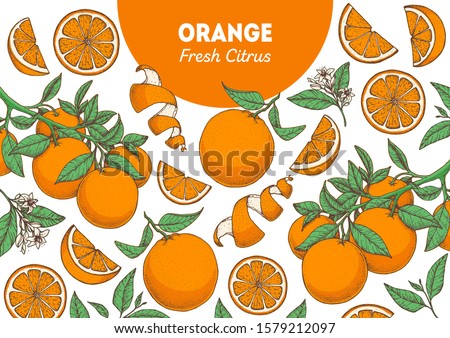Orange fruit hand drawn package design. Orange tree frame template. Vector illustration. Menu design, brochure illustration. Colorful design. Citrus pattern illustration. Can used for packaging design