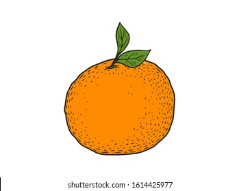 Orange fruit hand drawn sketch vector illustration set. Orange vegan ingredient collection isolated on white background. Orange citrus fruits.