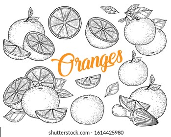 Orange fruit hand drawn sketch vector illustration set. Orange vegan ingredient collection isolated on white background. Orange citrus fruits.