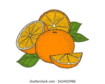 Orange fruit hand drawn sketch vector illustration set. Orange vegan ingredient collection isolated on white background. Orange citrus fruits.
